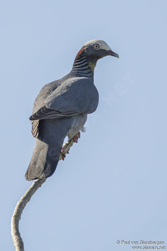 Pigeon à couronne blancheadulte