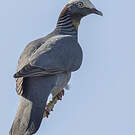 Pigeon à couronne blanche