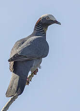 Pigeon à couronne blanche