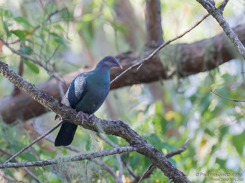 Pigeon à gorge blanche