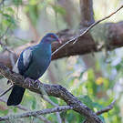 Pigeon à gorge blanche