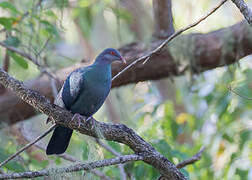 Metallic Pigeon