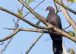 Metallic Pigeon