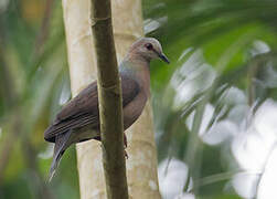 Lemon Dove