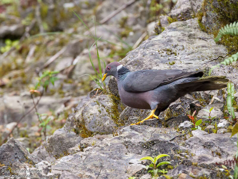 Pigeon à queue barréeadulte, identification