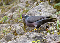 Pigeon à queue barrée