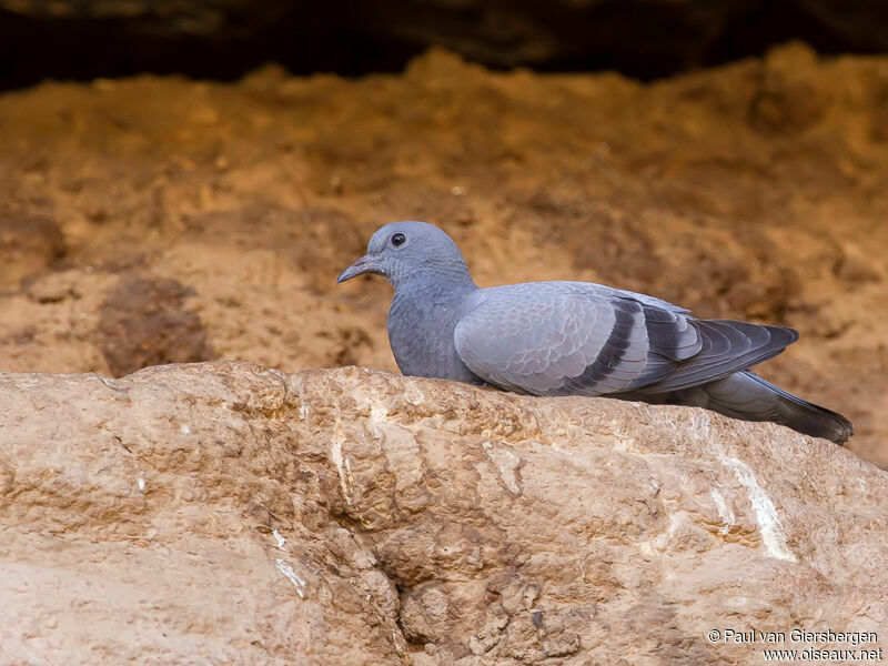 Rock Dove