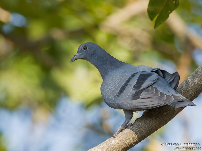 Rock Dove