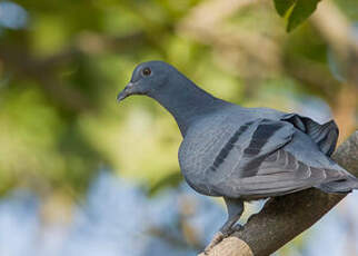 Pigeon biset