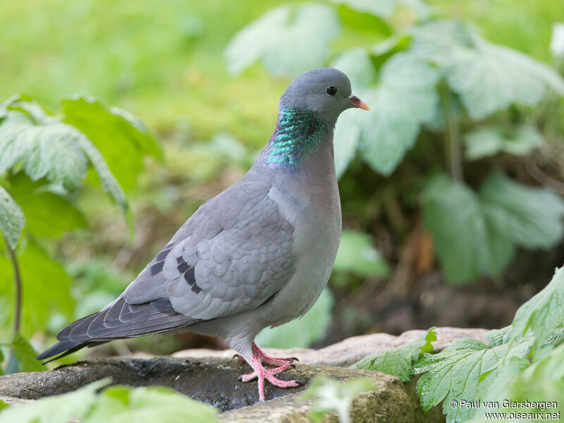 Pigeon colombin