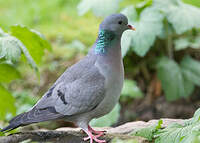 Pigeon colombin