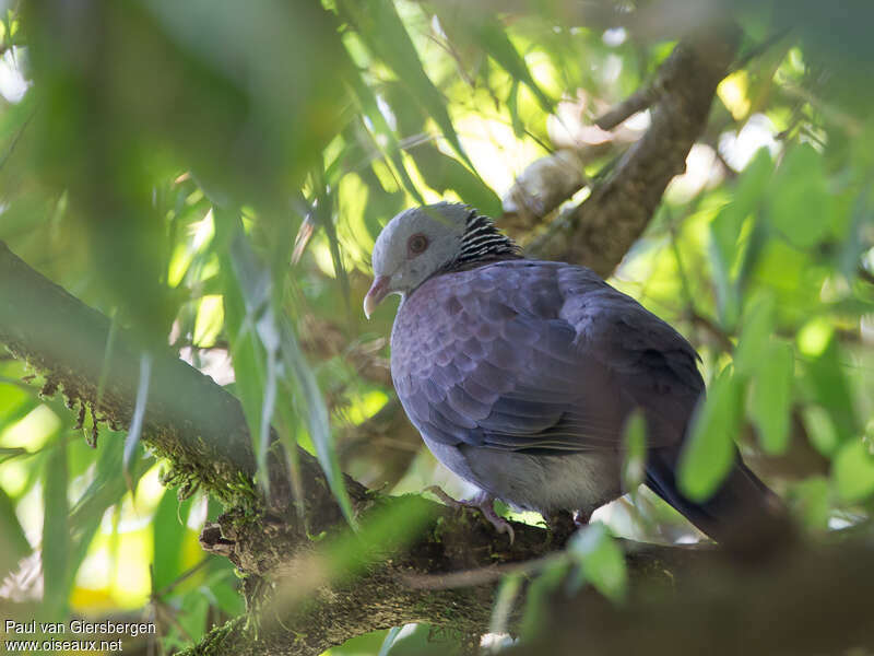 Pigeon d'Elphinstone