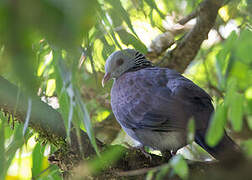 Nilgiri Wood Pigeon