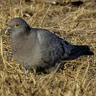 Pigeon d'Eversmann