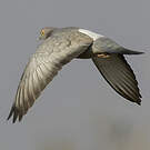 Pigeon d'Eversmann