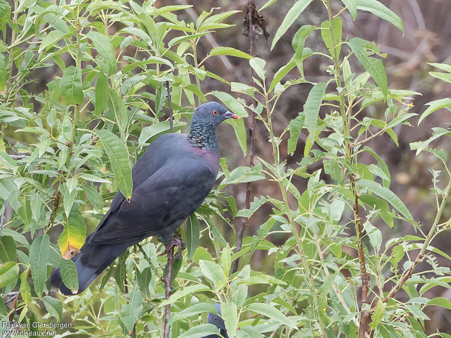 Bolle's Pigeonadult, habitat, pigmentation