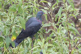 Pigeon de Bolle