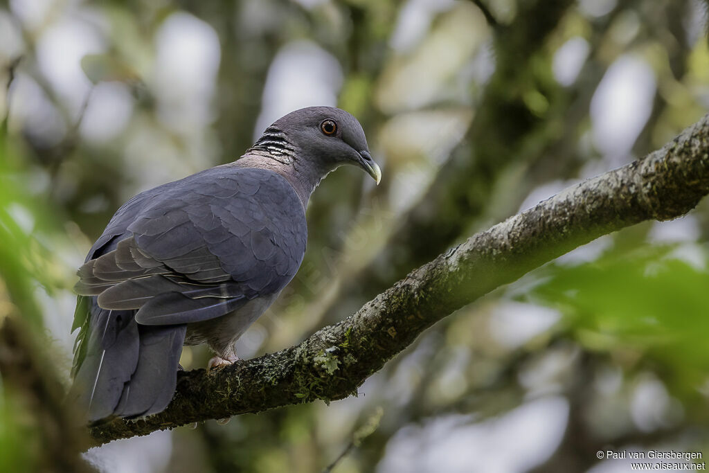 Pigeon de Ceylanadulte