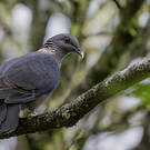 Pigeon de Ceylan