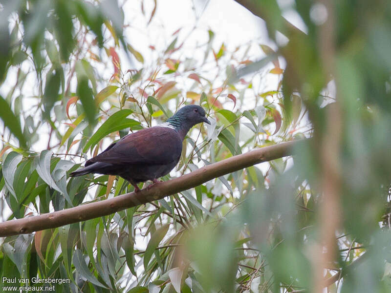 Eastern Bronze-naped Pigeonadult, identification