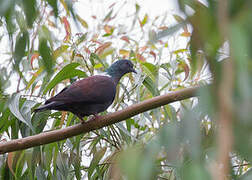 Eastern Bronze-naped Pigeon