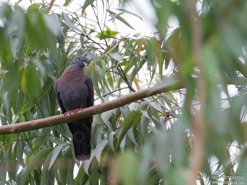 Eastern Bronze-naped Pigeon