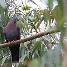 Pigeon de Delegorgue