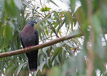 Pigeon de Delegorgue