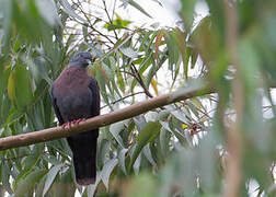 Eastern Bronze-naped Pigeon