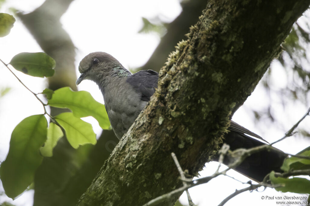 Eastern Bronze-naped Pigeonadult