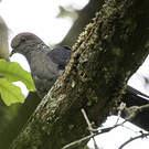 Pigeon de Delegorgue