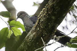 Eastern Bronze-naped Pigeon