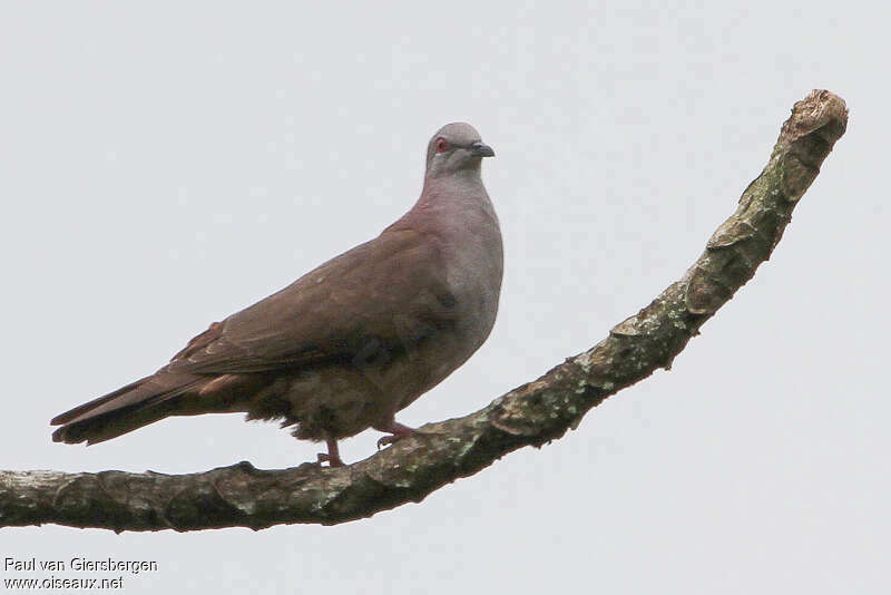 Dusky Pigeonadult, identification