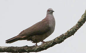 Dusky Pigeon