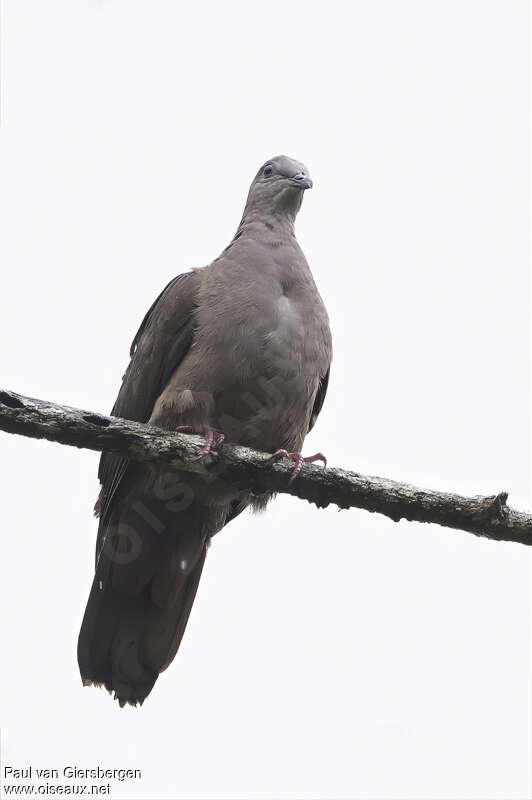 Pigeon de Goodsonadulte, portrait