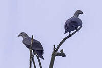 Pigeon de Hodgson