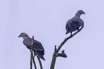 Pigeon de Hodgson
