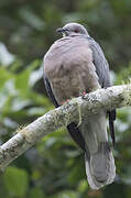 Pigeon de la Jamaïque