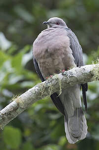 Pigeon de la Jamaïque