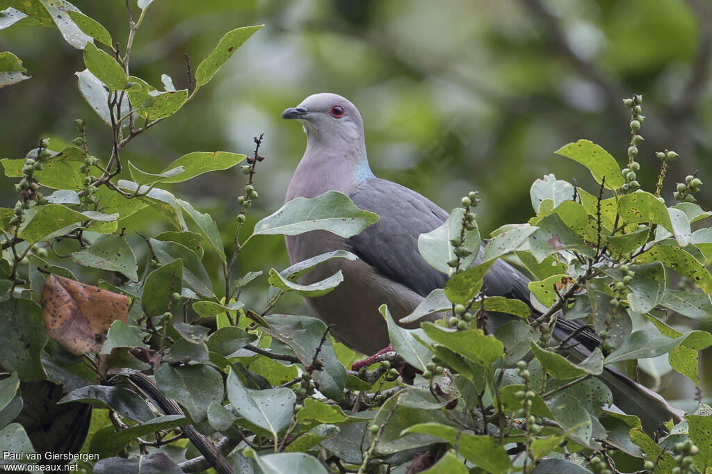 Ring-tailed Pigeonadult, habitat, pigmentation