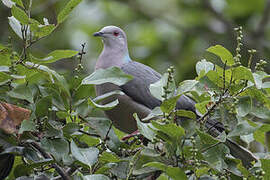 Pigeon de la Jamaïque