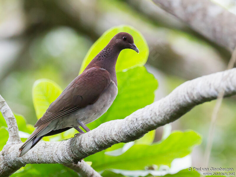 Pigeon de Madagascaradulte