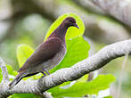 Pigeon de Madagascar