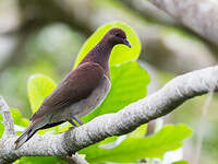 Pigeon de Madagascar