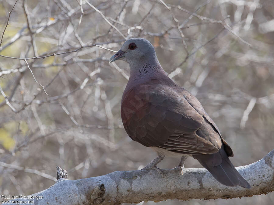 Pigeon de Madagascaradulte, composition