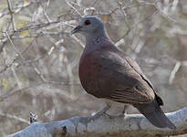 Pigeon de Madagascar