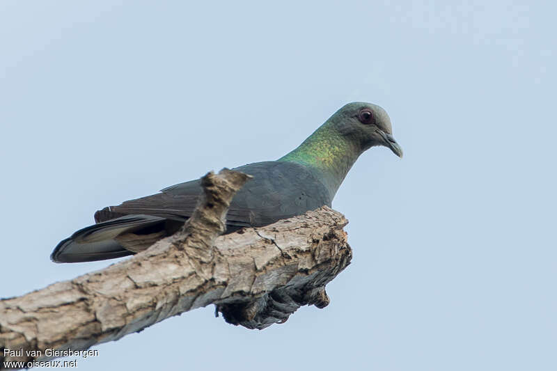 Pigeon de Malherbeadulte, pigmentation