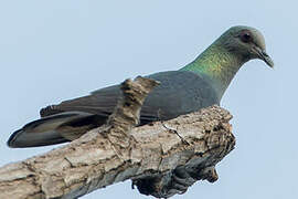 Island Bronze-naped Pigeon