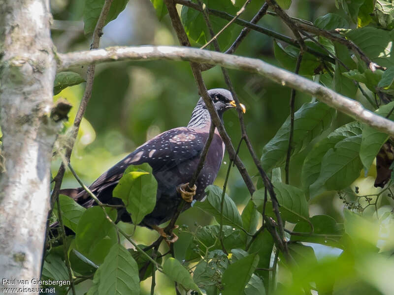 Pigeon de Sao Toméadulte