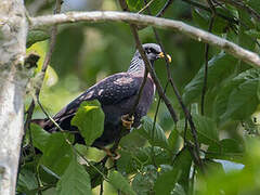 Sao Tome Olive Pigeon